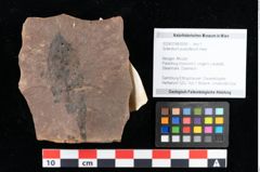 Foto (Objekt + Etikett) von Sclerotium pustuliferum Heer (NHMW-GEO-2024-0188-0090)